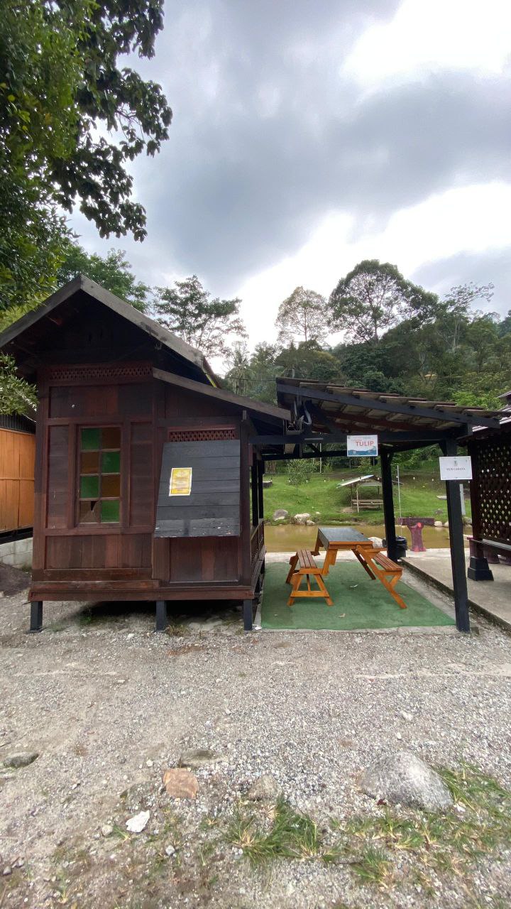 Cabana Tulip
